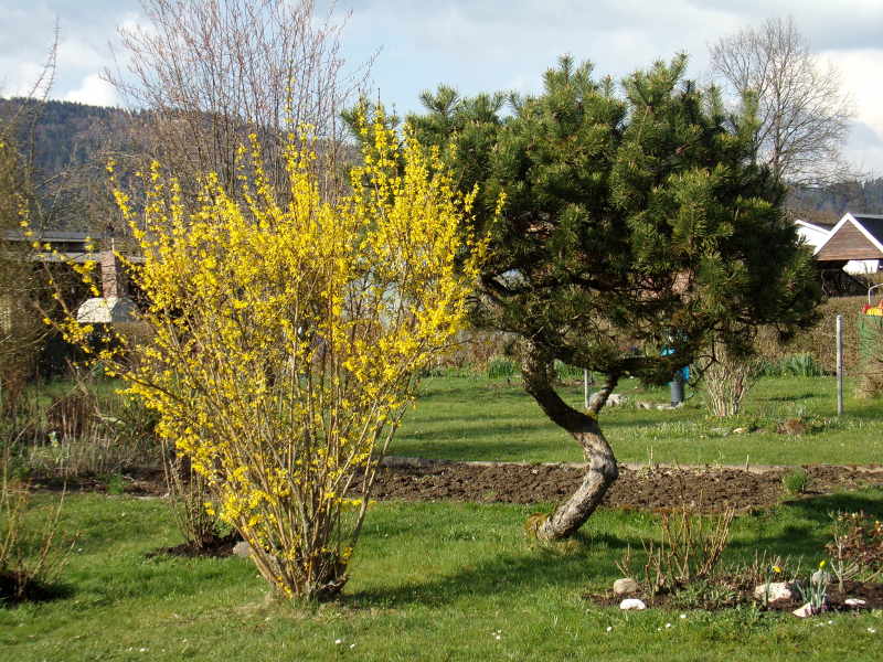 Frühlingsbild