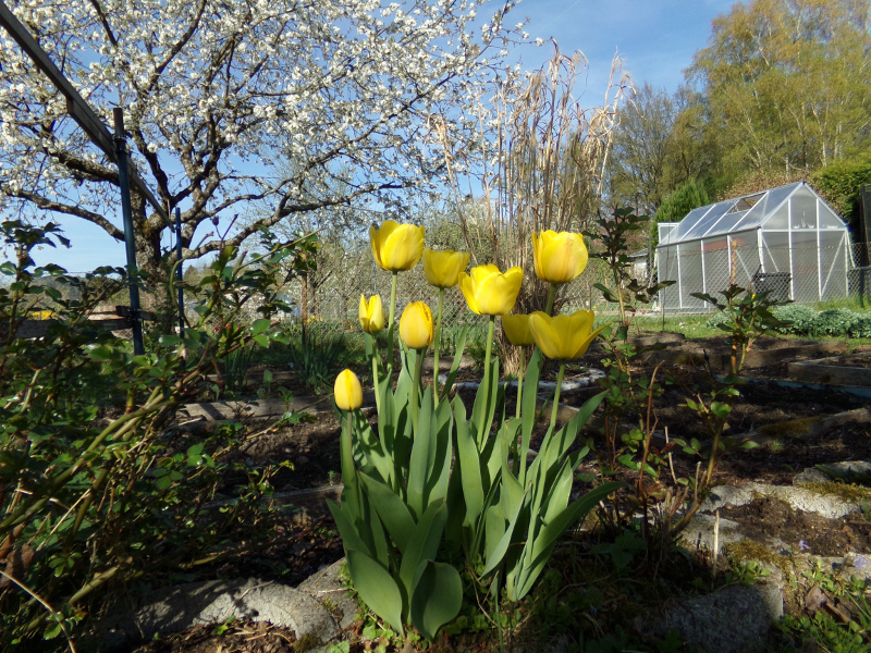 Frühlingsbild