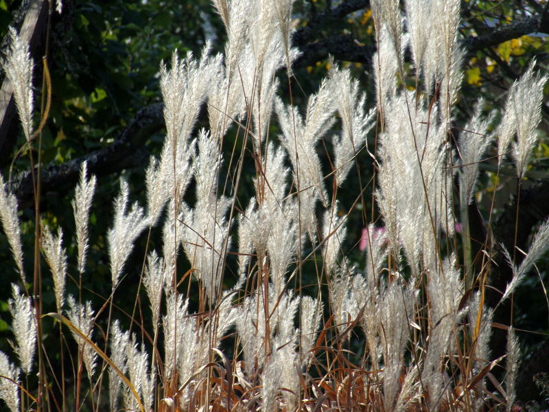 Bild Herbstimpressionen