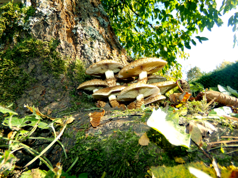 Bild Herbstimpressione