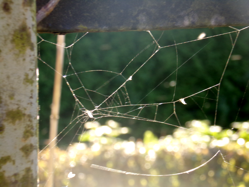 Bild Herbstimpressione