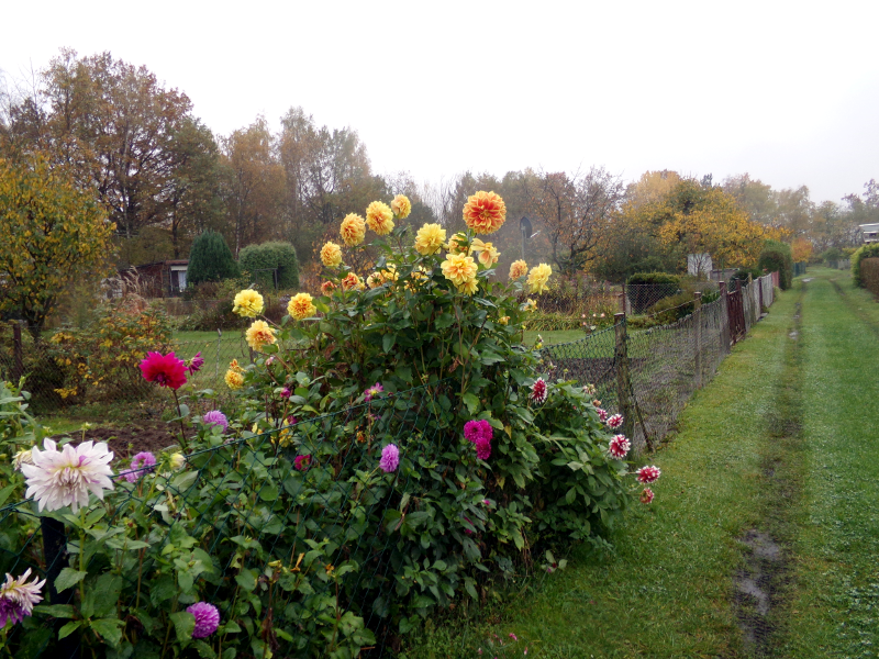Bild Herbstimpressione